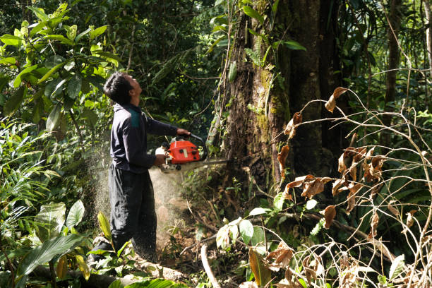 Best Dead Tree Removal  in Elkhorn, CA